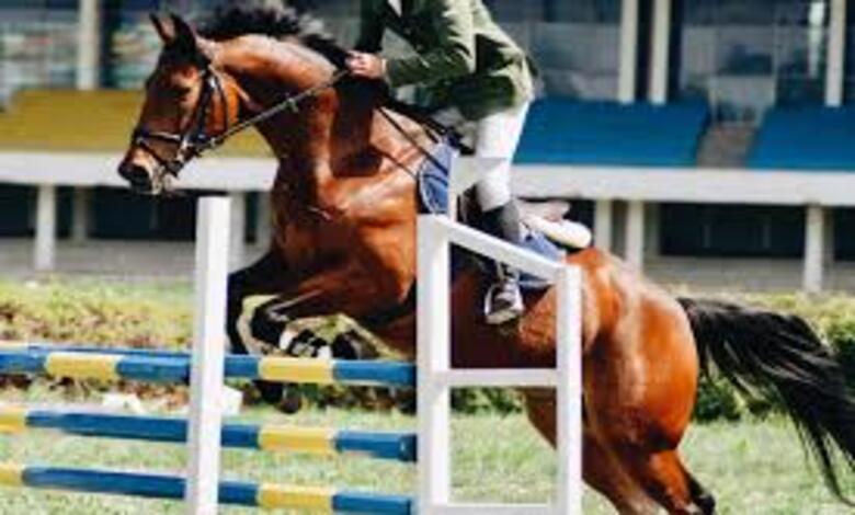 أبرز فعاليات الفروسية والخيل في السعودية والخليج هذا الأسبوع