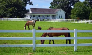 الخيول العربية في السعودية: الأصالة والعراقة