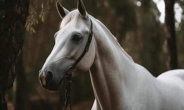 الخيول العربية في السعودية: الأصالة والعراقة