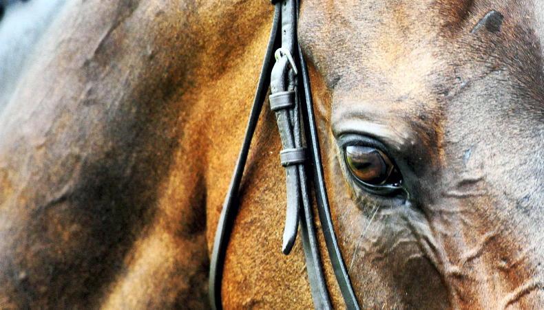 الاتحاد الدولي للفروسية يفرض التسجيل الرقمي لتطعيم إنفلونزا الخيول