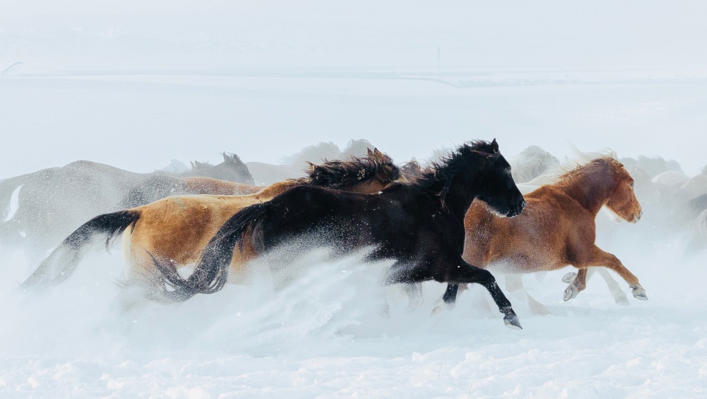 خيول في الثلوج الخيول السماوية الصينية