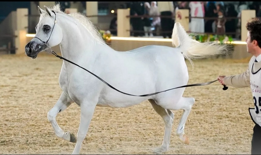 مهرجان سوق واقف للفروسية 2026 ينطلق - مجلة الفروسية