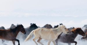 خيول في الثلوج الخيول السماوية الصينية