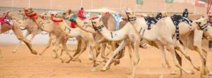 سباقات الهجن بين التراث والاقتصاد