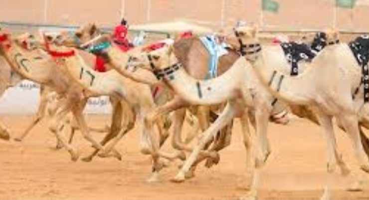 سباقات الهجن بين التراث والاقتصاد