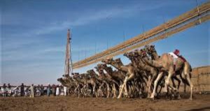 سباقات الهجن