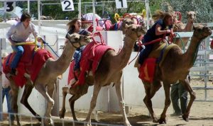 سباقات الهجن في أمريكا (Nevada / Virginia City)، حيث تُقام سباقات الهجن والأسترِتش (النـّعام) كجزء من مهرجان تقليدي