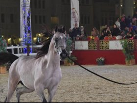 اليوم انطلاق مهرجان سوق واقف للفروسية 2026 بالدوحة