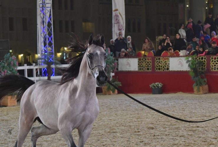 اليوم انطلاق مهرجان سوق واقف للفروسية 2026 بالدوحة