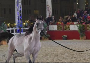 ينطلق مهرجان سوق واقف للفروسية 2026 في الدوحة بدءاً من 20 إلى 27 يناير ببرنامج متنوع لعروض الخيل العربية.