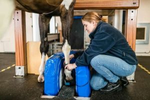 سباق تشيلتنهام يتوقف والقلق يتصاعد بعد إصابة سير جينو في الحواجز الدولية.