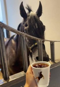 فروسية حائل تقدم تجربة الخيل والهيل
