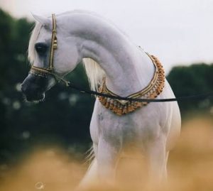 تمتد تاريخ معرض الخيل العربية في سكوتسديل لأكثر من سبعة عقود