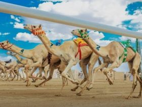نطلاق مهرجان خادم الحرمين الشريفين للهجن في الرياض بنسخته الثالثة 23 يناير