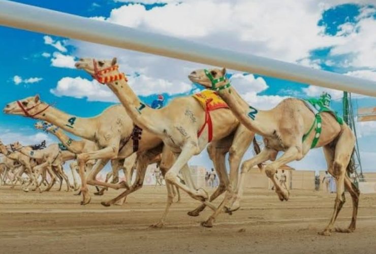 نطلاق مهرجان خادم الحرمين الشريفين للهجن في الرياض بنسخته الثالثة 23 يناير