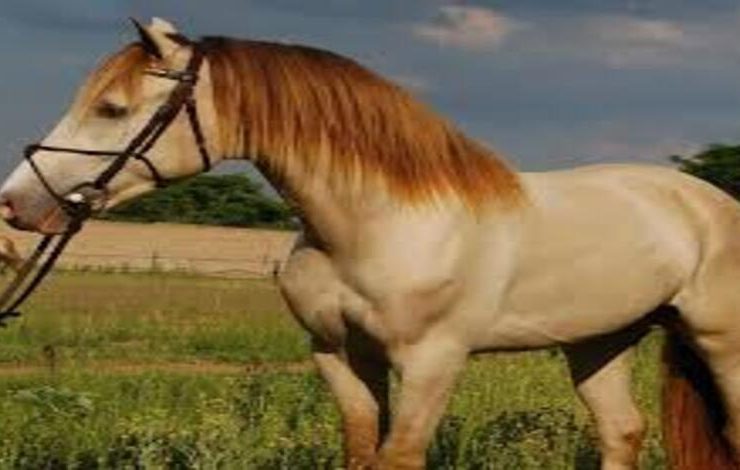 رحيل حصان أسطوري Champagne Fever يترك أثرًا في الفروسية