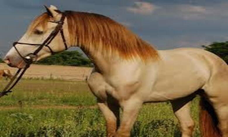 رحيل حصان أسطوري Champagne Fever يترك أثرًا في الفروسية