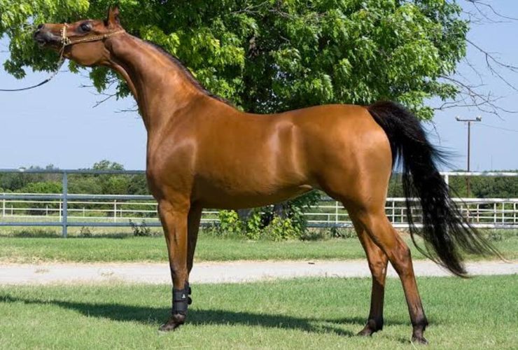 رعاية الخيل الخاصة وطرق التدريب قبل المنافسات