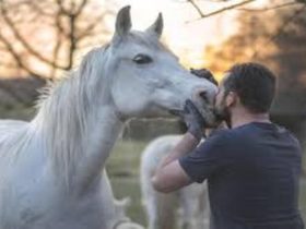 الحصان في الإسلام ومكانته الدينية والحضارية