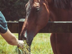 رعاية الحصان عند الولادة وأهمية العناية بالمهر منذ اللحظات الأولى