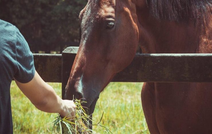 بعض الخيول تصبح أكثر حذراً أو أقل نشاطاً نتيجة التقاعد