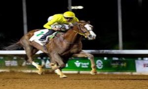 جانب من سباقات الخيل