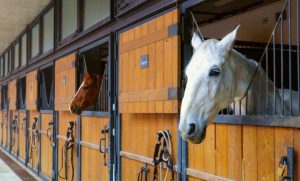 العناية بالخيل في الإسطبلات: دليل شامل للرعاية المثالية