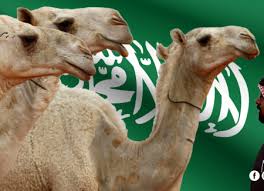 السعودية تتوج بأول بطولة عالمية لتحمّل الإبل في العلا