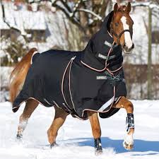 كيفية العناية بالخيل خلال فصل الشتاء