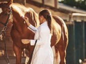 رعاية الخيول بعد السباقات في أمريكا تفتح فرص وظائف جديدة