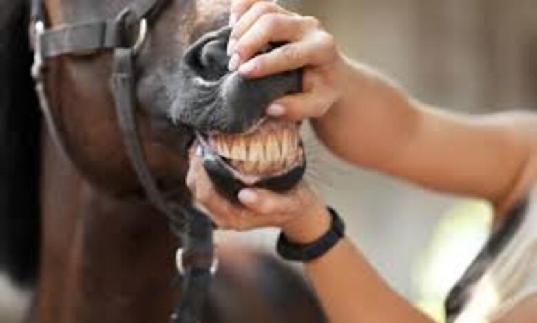 أهمية سلامة أسنان الحصان وتأثيرها على صحته