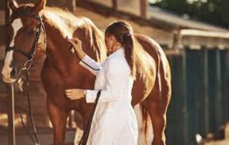 رعاية الخيول بعد السباقات في أمريكا تفتح فرص وظائف جديدة