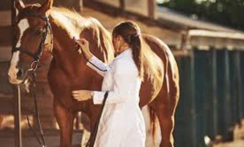 رعاية الخيول بعد السباقات في أمريكا تفتح فرص وظائف جديدة