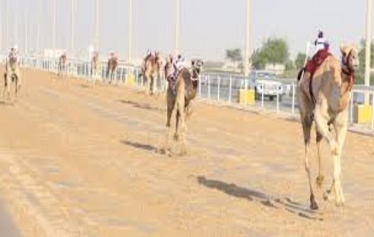 نطلاق السباق المحلي السادس للهجن العربية الأصيلة في قطر 2026