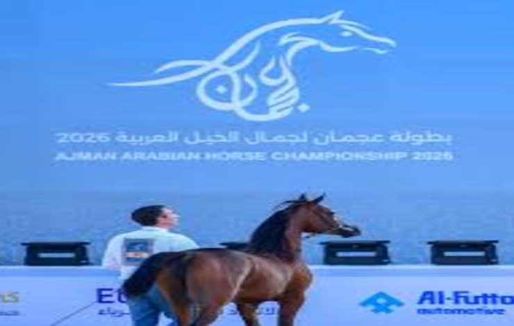بطولة عجمان لجمال الخيل العربي 2026 تبرز جمال وسلالة الجياد الأصيلة
