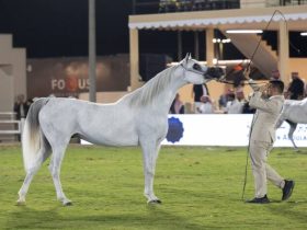 الفروسية والخيل العربي الأصيل في السعودية وعلاقتها بالسياحة