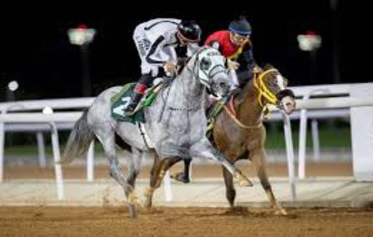 جولة الجياد العربية تنطلق بفعاليات واسعة في موسم عام ٢٠٢٦