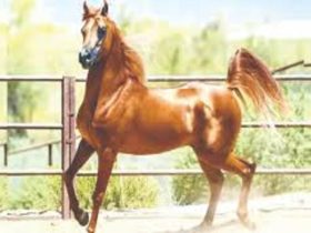 التقنيات الرقمية تعيد تشكيل مستقبل رعاية الخيل ورفاهيتها الحديثة