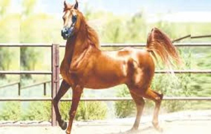 التقنيات الرقمية تعيد تشكيل مستقبل رعاية الخيل ورفاهيتها الحديثة