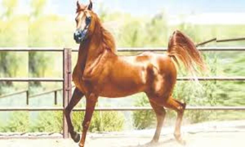 التقنيات الرقمية تعيد تشكيل مستقبل رعاية الخيل ورفاهيتها الحديثة