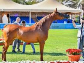 المعرض الدولي لجمال الخيل العربية في الرياض يعكس الهوية والرؤية المستقبلية