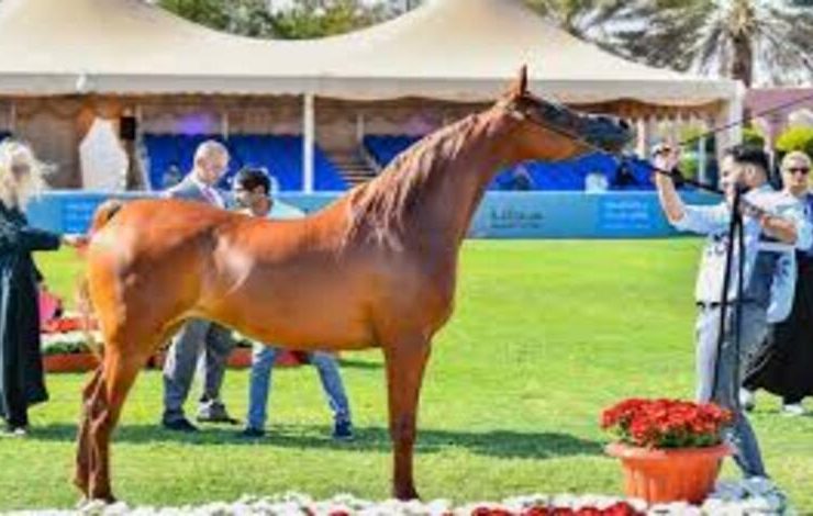 المعرض الدولي لجمال الخيل العربية في الرياض يعكس الهوية والرؤية المستقبلية