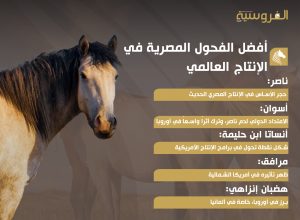 أفضل الخيول المصرية في الإنتاج العالمي