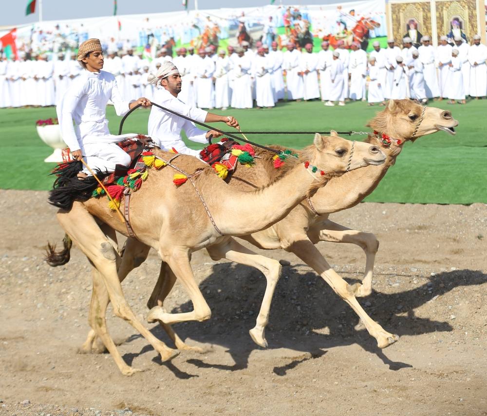 انطلاق سباق ركض العرضة للهجن في سلطنة عُمان