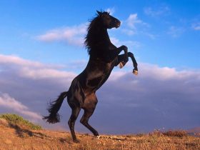 جواد «نصيب زاخر» يتوج بكأس مسيعيد للخيل العربية الأصيلة