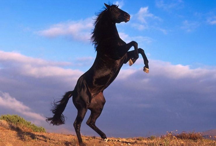 جواد «نصيب زاخر» يتوج بكأس مسيعيد للخيل العربية الأصيلة