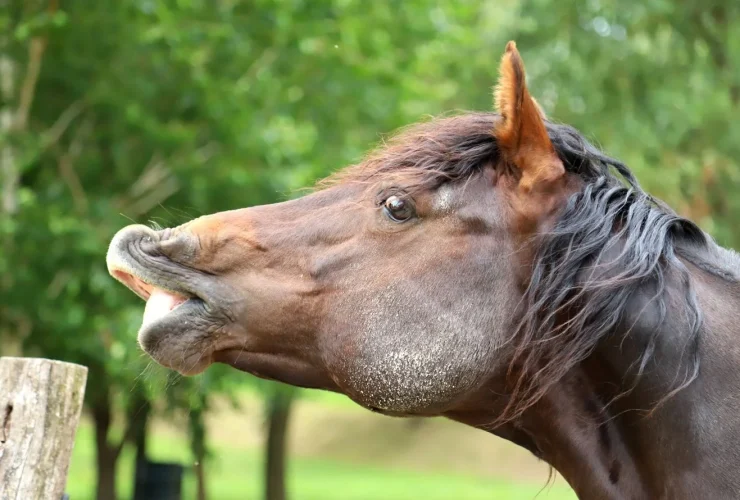 الروائح، الحركات... لغة الخيل الدقيقة