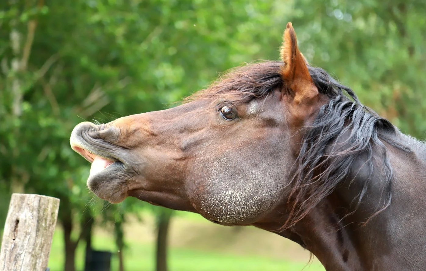 الروائح، الحركات... لغة الخيل الدقيقة