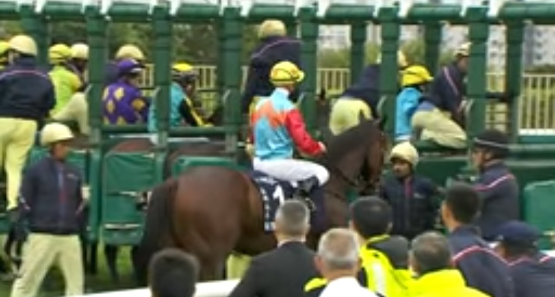 الحصان كاي يينغ رايزينغ حقق 17 انتصاراً متتالياً