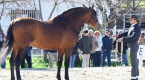 فحول الخيل الإسبانية الأصيلة PRE